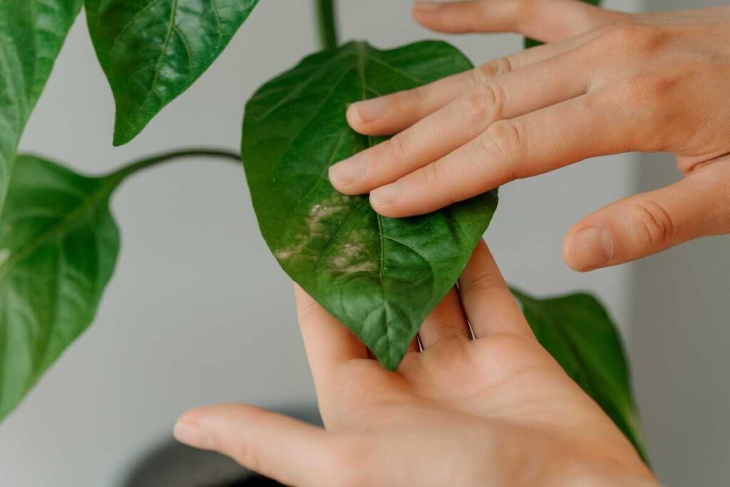 Pelėsis gėlių vazonuose atpažįstamas iš pilkšvų dėmių ant kambarinių augalų lapijos paviršiaus.