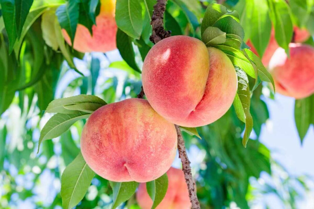 Persikų auginimas vazonuose gali džiuginti gausiu ir saldžiu derliumi, jei vasarį nepadarysite esminių klaidų.