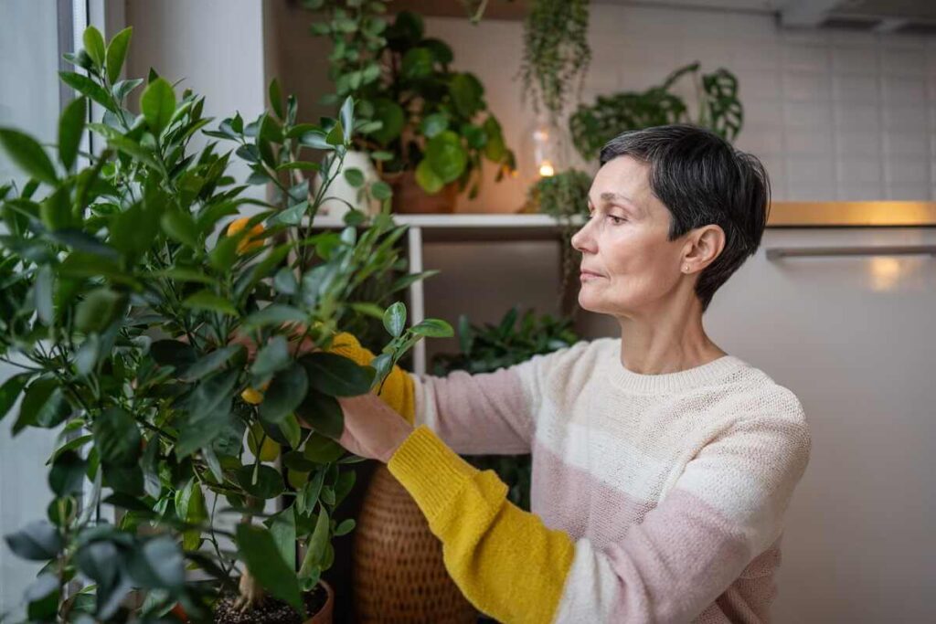 Persikų auginimas reikalauja reguliarios lapų ir pumpurų apžiūros vasario mėnesį, siekiant išvengti ankstyvo džiūvimo.