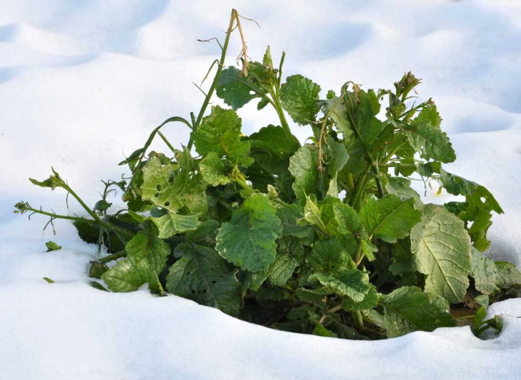 Žaliuojantis augalas sniege rodo kad piktžolių naikinimas žiemą yra būtinas siekiant sustabdyti jų plitimą dar neprasidėjus pavasariui.