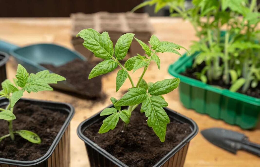 Pomidorų daigai kairėje atrodo vešlūs ir žemi, o dešinėje matomi stipriai ištįsę stiebai dėl šviesos trūkumo.