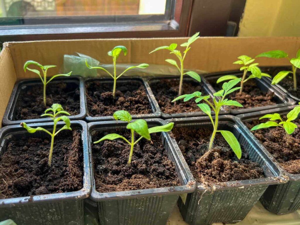 Pomidorų daigai auginami juoduose vazonėliuose, sustatytuose į kartoninę dėžę ant saulėtos palangės.