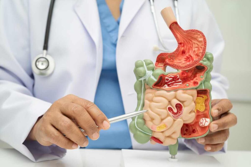 Prieskoniai virškinimui gali padėti palaikyti sveiką organų veiklą, kurią specialistas demonstruoja anatominiame modelyje.