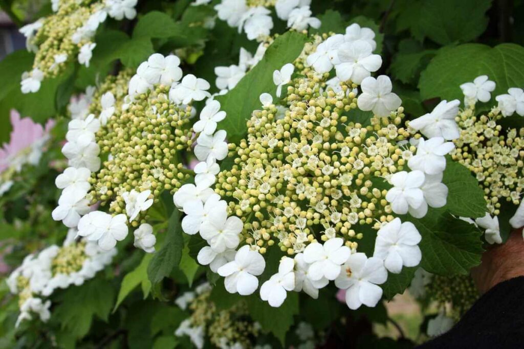 Putinų genėjimas tiesiogiai lemia tokių gausių ir sveikų baltų žiedynų formavimąsi ant pavasarinių krūmo šakų.