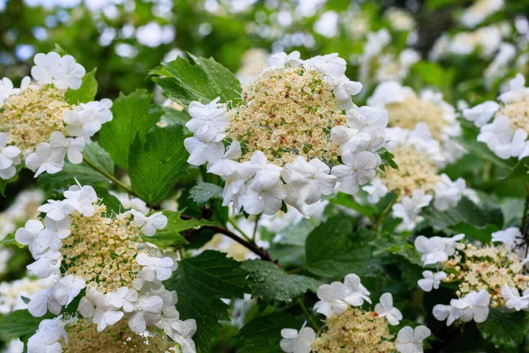Putinų genėjimas padeda išlaikyti taisyklingą krūmo formą ir užtikrina, kad kiekviena šaka būtų aplipusi baltais žiedais.