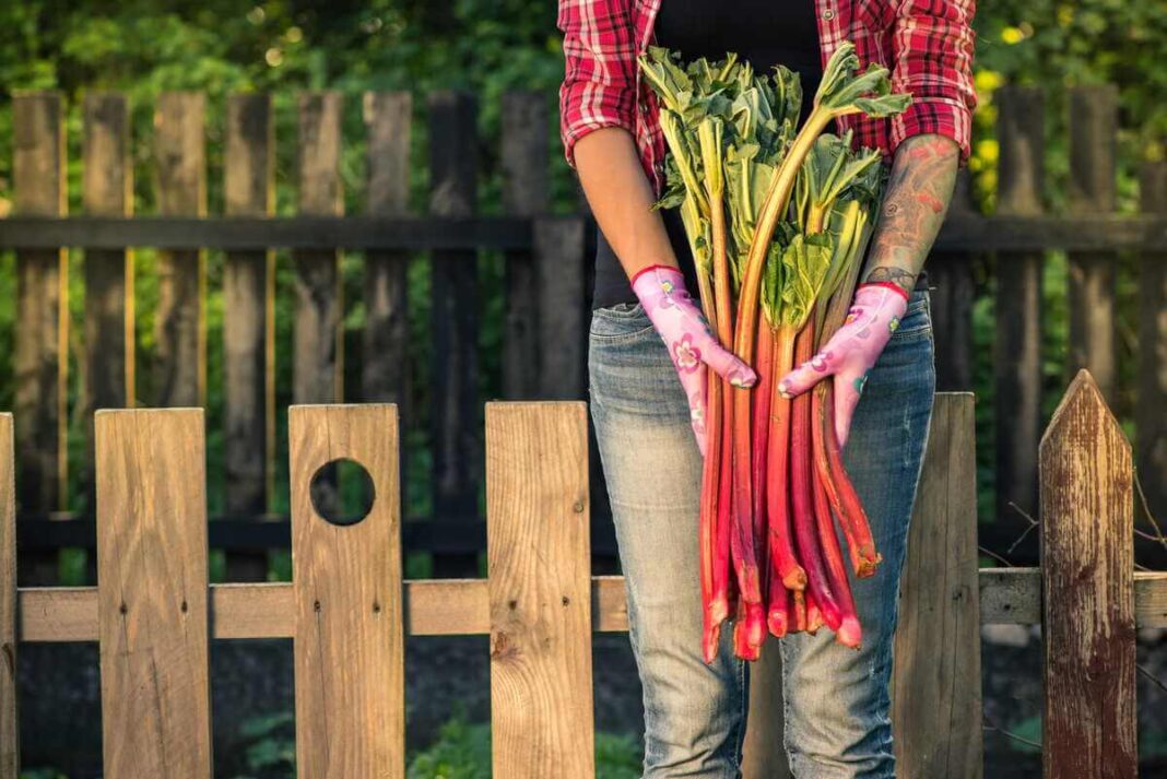 Rabarbarų auginimas leidžia džiaugtis gausiu ryškių stiebų derliumi, kurį sodininkas laiko rankose prie medinės tvoros.