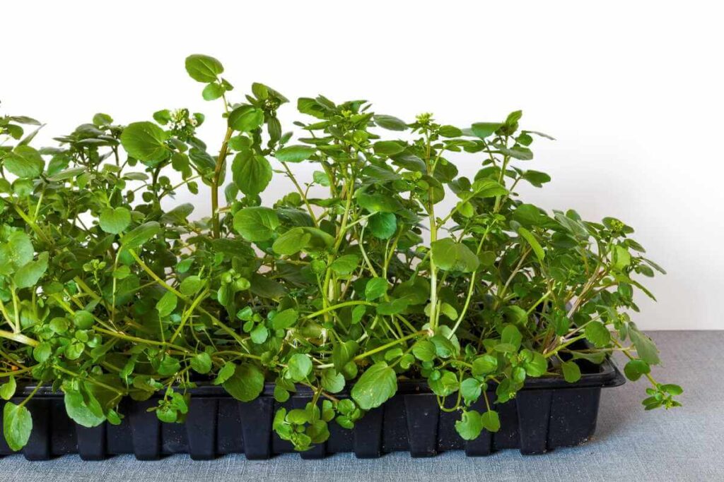 Rėžiukas vešlūs augalai juodame daigykloje padėkle.