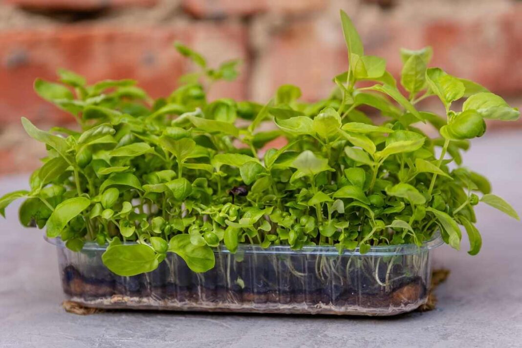 Rėžiukas augantis skaidriame plastikiniame indelyje.