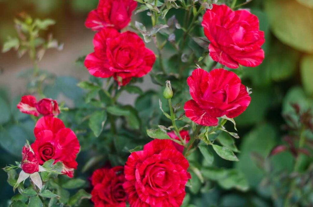 Rožių apsauga vasarį garantuoja ryškius, sveikus ir gausiai žydinčius raudonus krūmus vasaros sezono metu.