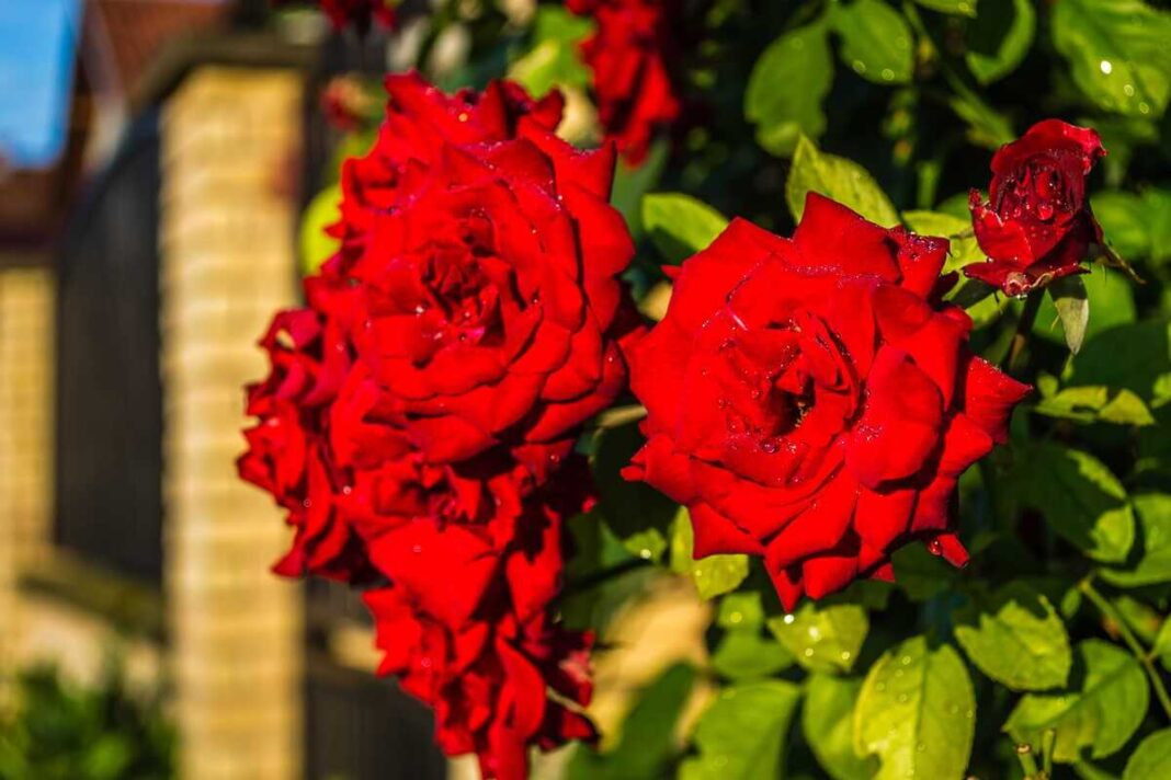 Rožių auginimas pasiekia kulminaciją, kai krūmai pasidengia dideliais, sveikais ir sodrios spalvos žiedais.