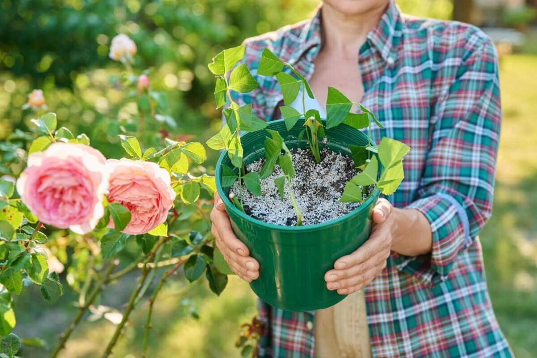Jaunas rožės sodinukas vazone, kurio rožių priežiūra prasideda nuo sveiko augalo pasirinkimo ir tinkamo paruošimo sodinti.