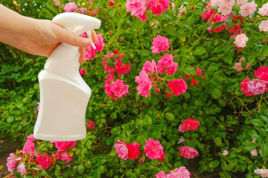 Rožių trąšos pavasariui purškiamos tiesiai ant augalų, naudojant patogų baltą purkštuvą sode.