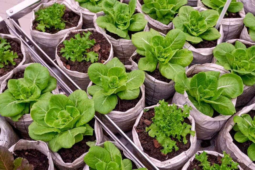 Salotų sėjimas į specialius auginimo maišelius, kuriuose matomi sveiki ir vešlūs žali daigai.