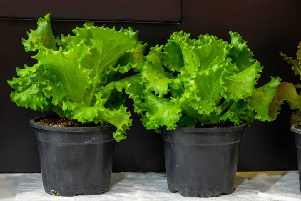 Salotų sėjimas į nedidelius vazonėlius, užtikrinant, kad sėklos liktų paviršiuje ir gautų šviesos.