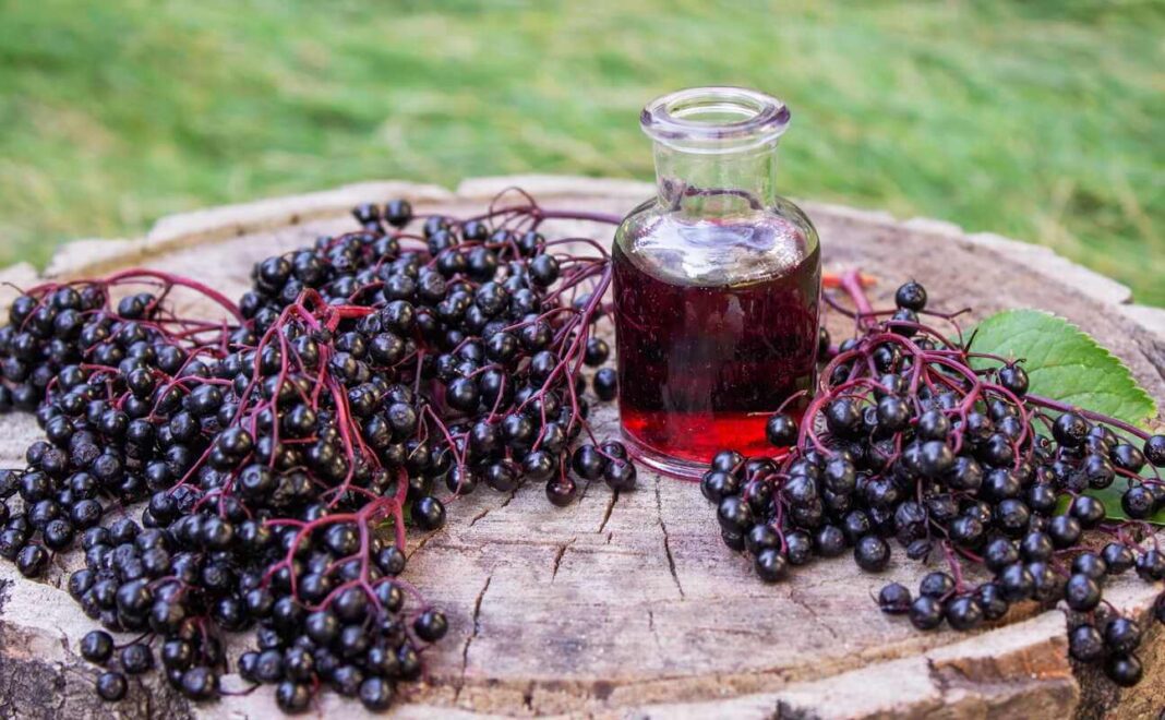 Šeivamedžio sirupas stikliniame inde stovi ant medinio paviršiaus apsuptas gausaus uogų derliaus.