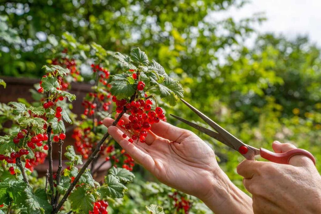 serbentų genėjimas - nuotraukoje matomos ryškios raudonos uogos ant krūmo ir sodo žirklės paruoštos darbui.