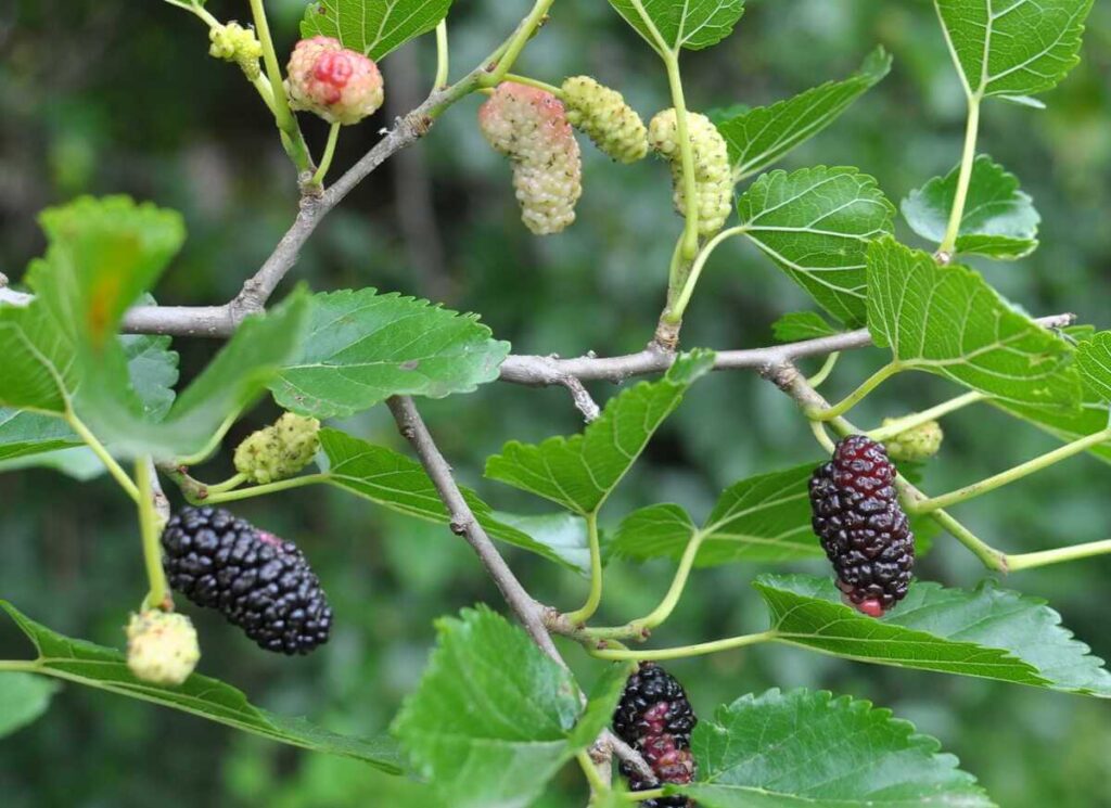 Šilkmedžio uogų nauda pabrėžiama vaizduojant prinokusius juoduosius ir baltuosius vaisius ant augalo šakų.