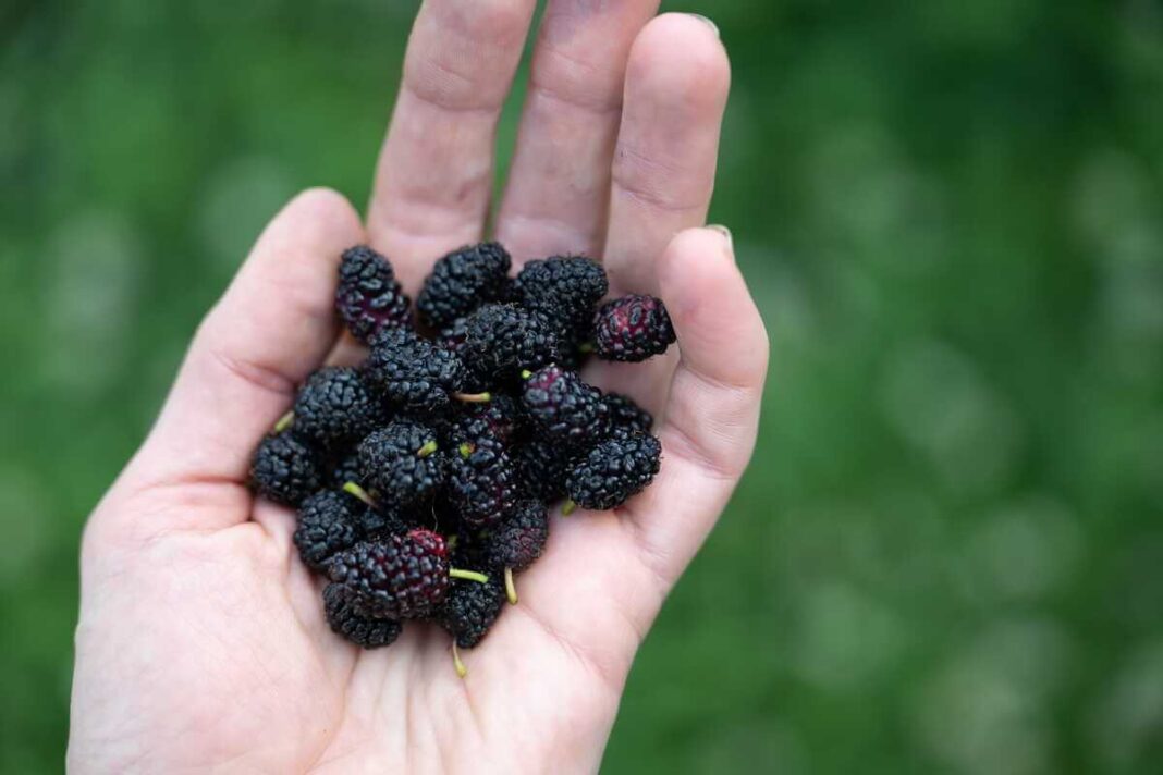 Šilkmedžio uogų nauda organizmui iliustruojama sauja šviežiai nuskintų juodųjų šilkmedžio vaisių.