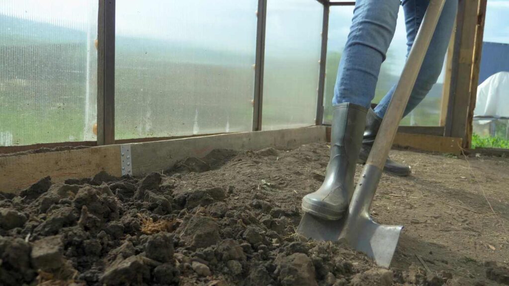 šiltnamio paruošimas - darbuotojas kastuvu purena ir kasa žemę viduje prieš pradedant sodinimą.