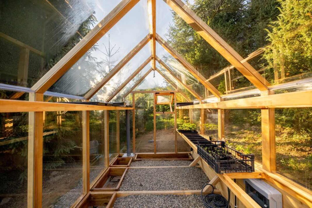 šiltnamio paruošimas - vidinis tvarkingo medinio šiltnamio vaizdas su paruoštomis lentynomis ir daigų padėklais.