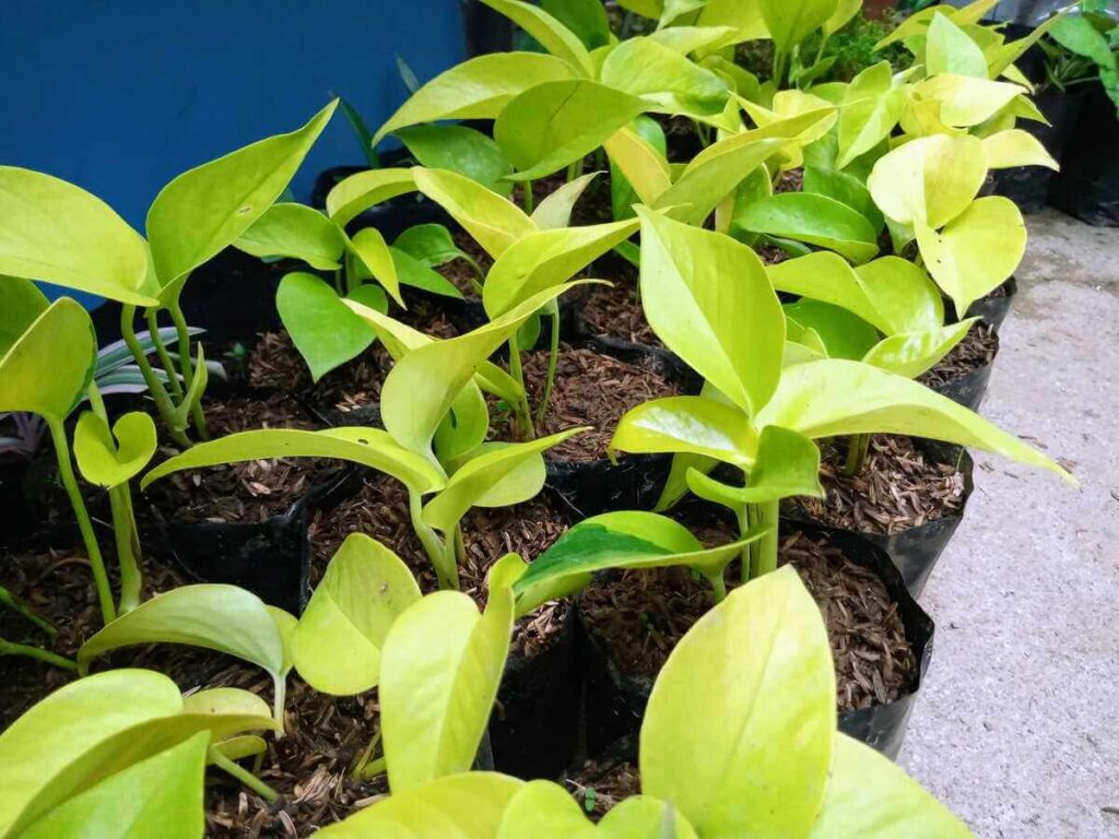 Skindapo dauginimas: grupė ryškiai geltonos spalvos jaunų skindapo sodinukų, augančių juoduose plastikiniuose maišeliuose.