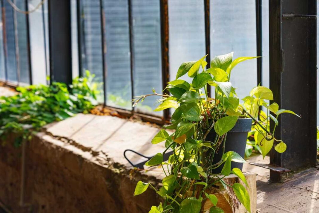 Skindapo dauginimas: saulės apšviestas vešlus skindapas pilkame vazone, padėtas ant industrinio stiliaus palangės.