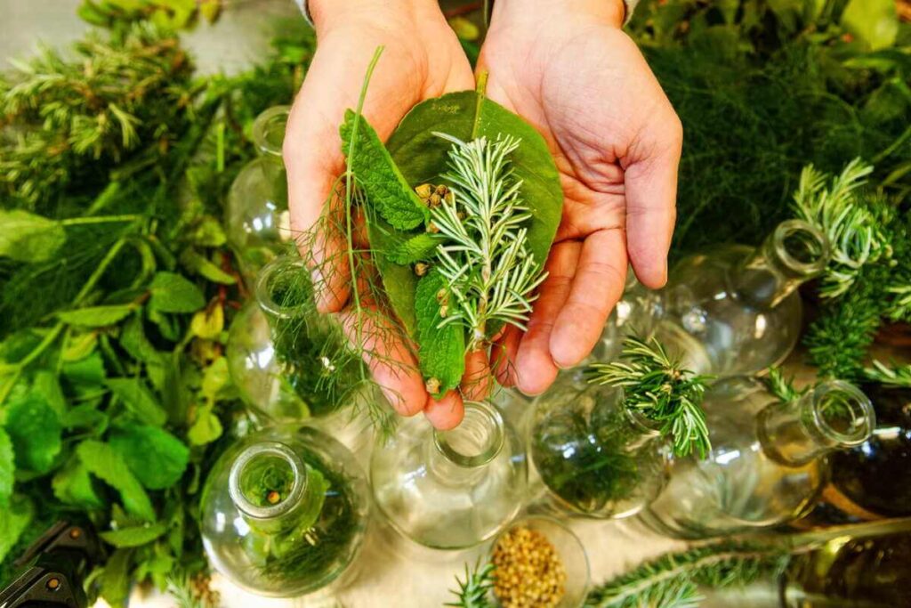 Šviežios prieskoninės žolės laikomos delnuose virš stiklinių indų su eteriniais aliejais.