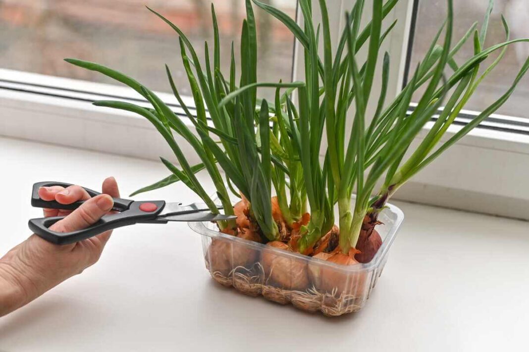 Svogūnų auginimas ant palangės leidžia džiaugtis šviežiais žaliais laiškais, kuriuos patogu nuskinti virtuvinėmis žirklėmis tiesiai iš vazonėlio.