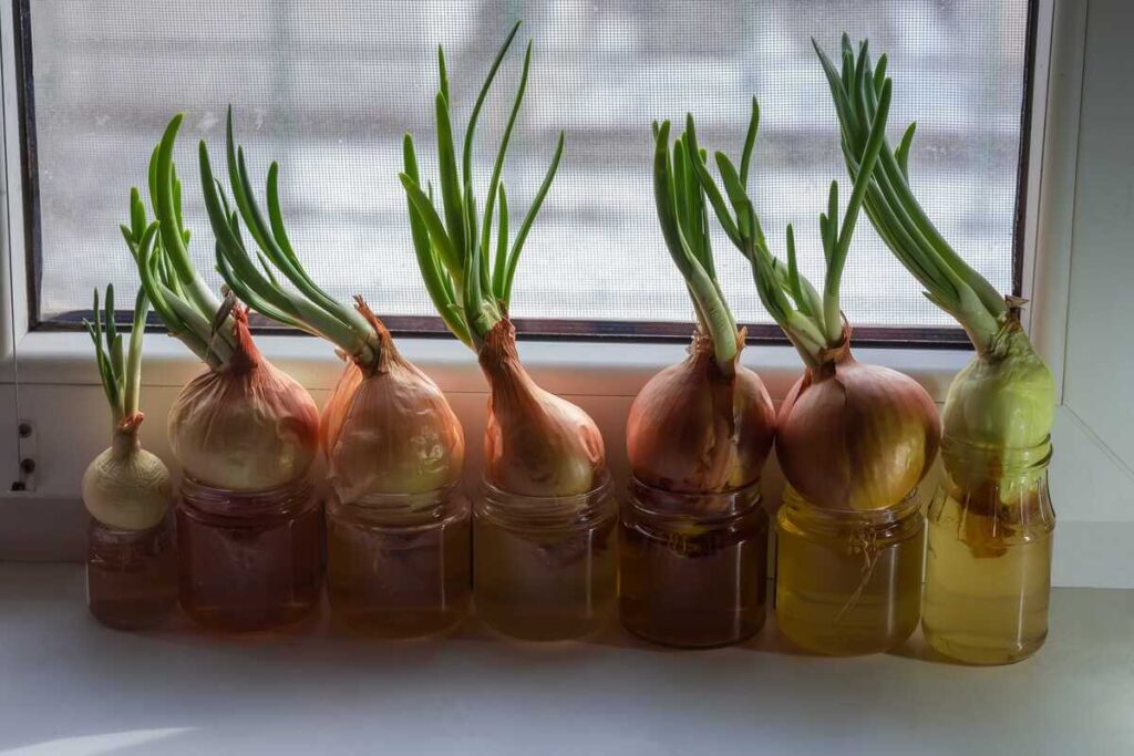 Svogūnų auginimas ant palangės naudojant stiklinius indus su vandeniu yra paprastas būdas be žemės užsiauginti traškius laiškus.