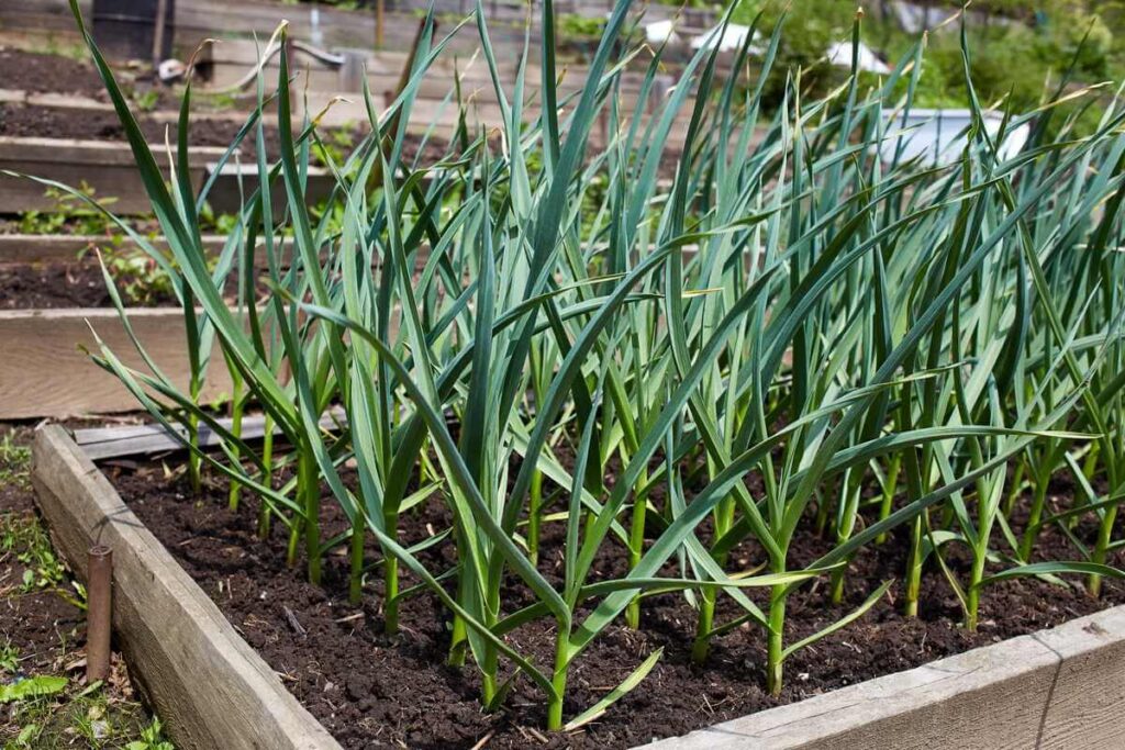 Trąšos česnakui skatina vešlius žalius laiškus, augančius tvarkingose medinėse lysvėse pavasario metu
