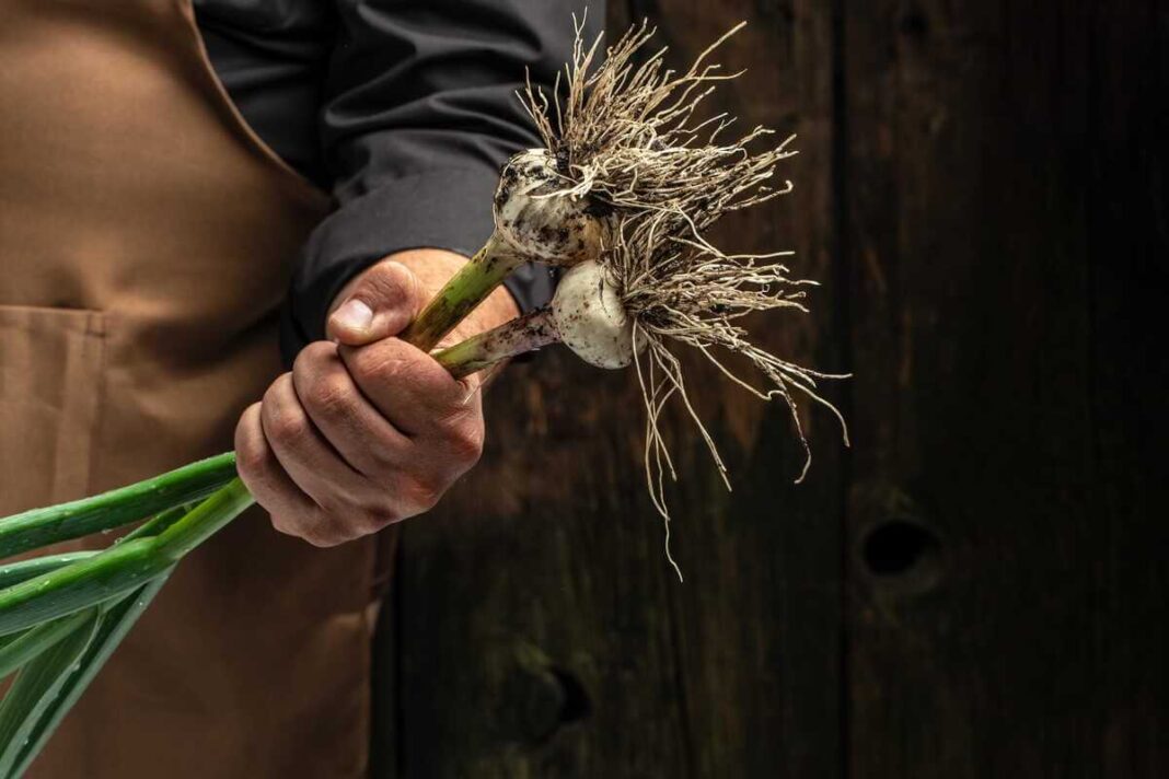 Trąšos česnakui padeda užauginti galingas galvas, kurias sodininkas laiko rankoje demonstruodamas stiprią šaknų sistemą.