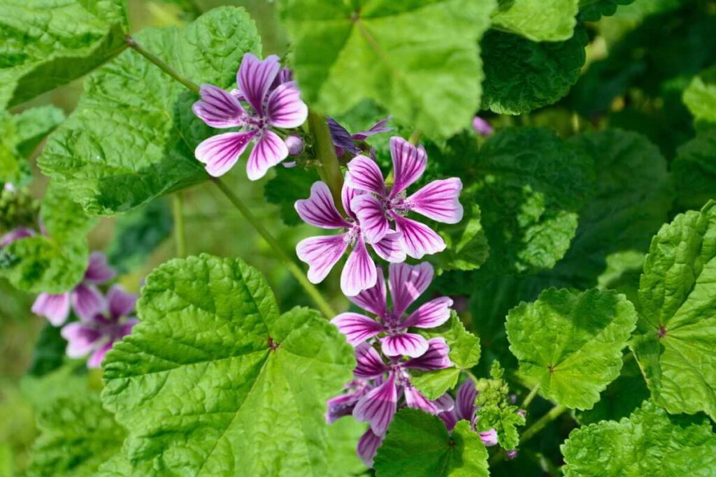 Vaistinė svilarožė išsiskiria ryškiais rausvais žiedais, kurie taip pat naudojami žolelių mišiniuose.