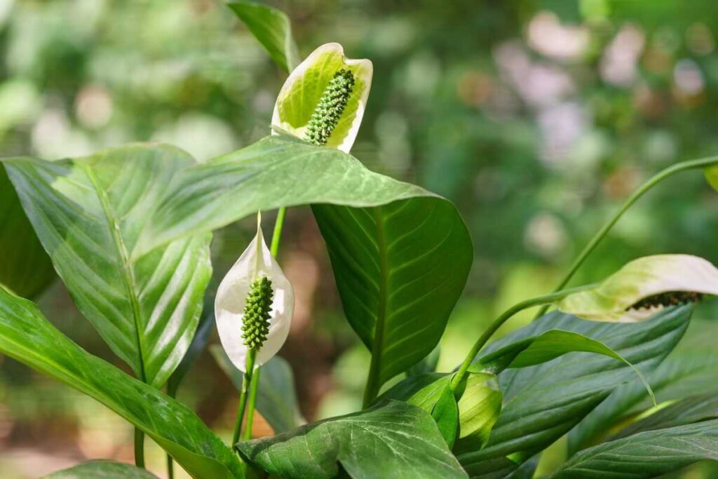 Vėzdūnės priežiūra padeda pasiekti gausų žydėjimą, kai vienu metu augalas išleidžia kelis dekoratyvius žiedynus.