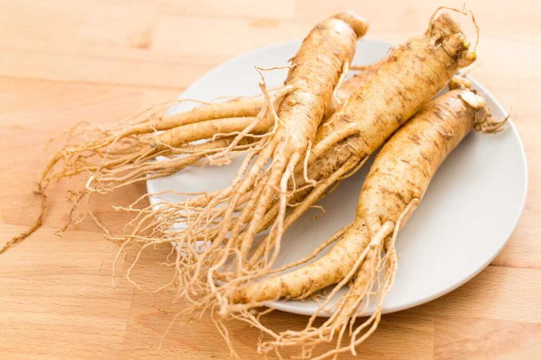 Ženšenio nauda smegenims ir kūnui pasiekiama naudojant tik subrendusias, daug biologiškai aktyvių medžiagų sukaupusias šaknis.