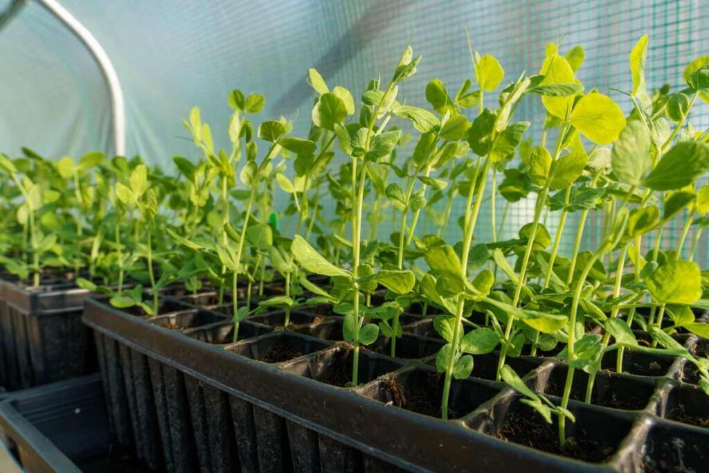 Žiedinių kopūstų daigai - žaliuojantys ir stiprūs sodinukai, gausiai sudygę specialiose daigyklose šviesioje aplinkoje.