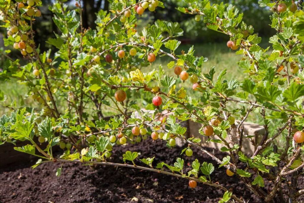 Agrastų dauginimas sode: agrastų krūmas su nelygiais, rausvais vaisiais ant šakų pavasarį virš tamsios žemės.