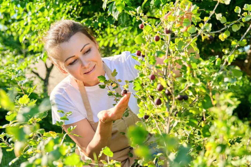 Agrastų dauginimas: besišypsanti moteris su prijuoste sode apžiūri prinokusias tamsias uogas ant agrastų krūmo šakos.