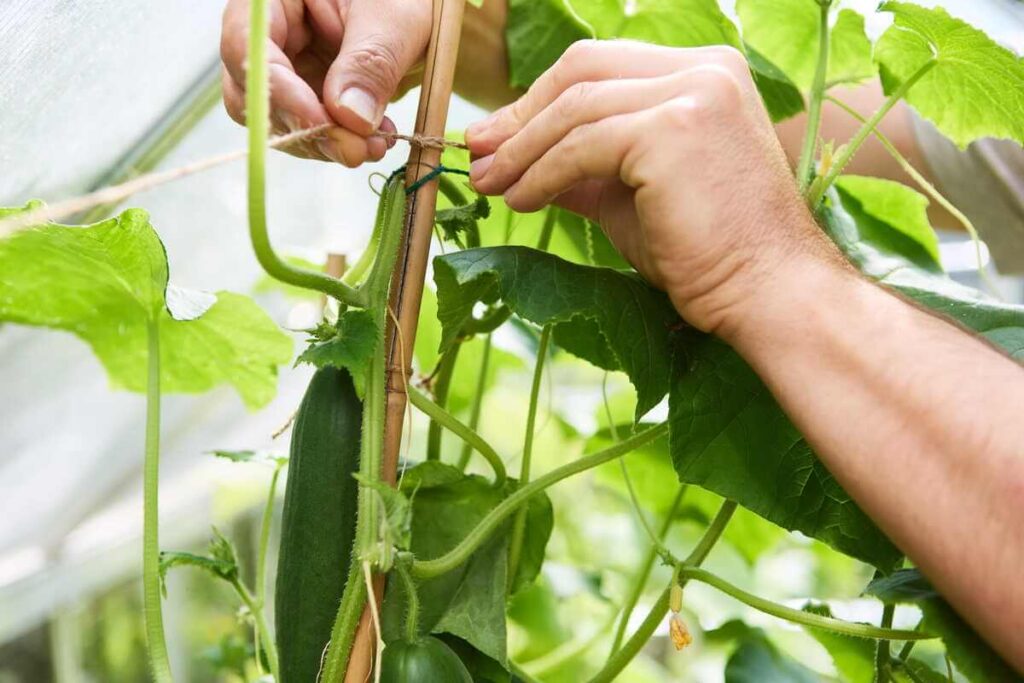 Agurkų auginimas ant atramų leidžia augalams kilti aukštyn, užtikrinant geresnę ventiliaciją ir sveiką vaisių vystymąsi.