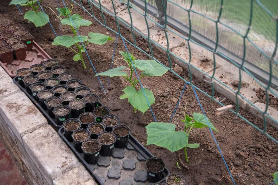 Agurkų auginimas ant atramų padeda išlaikyti vaisius švarius ir apsaugo juos nuo drėgmės sukeliamų ligų.