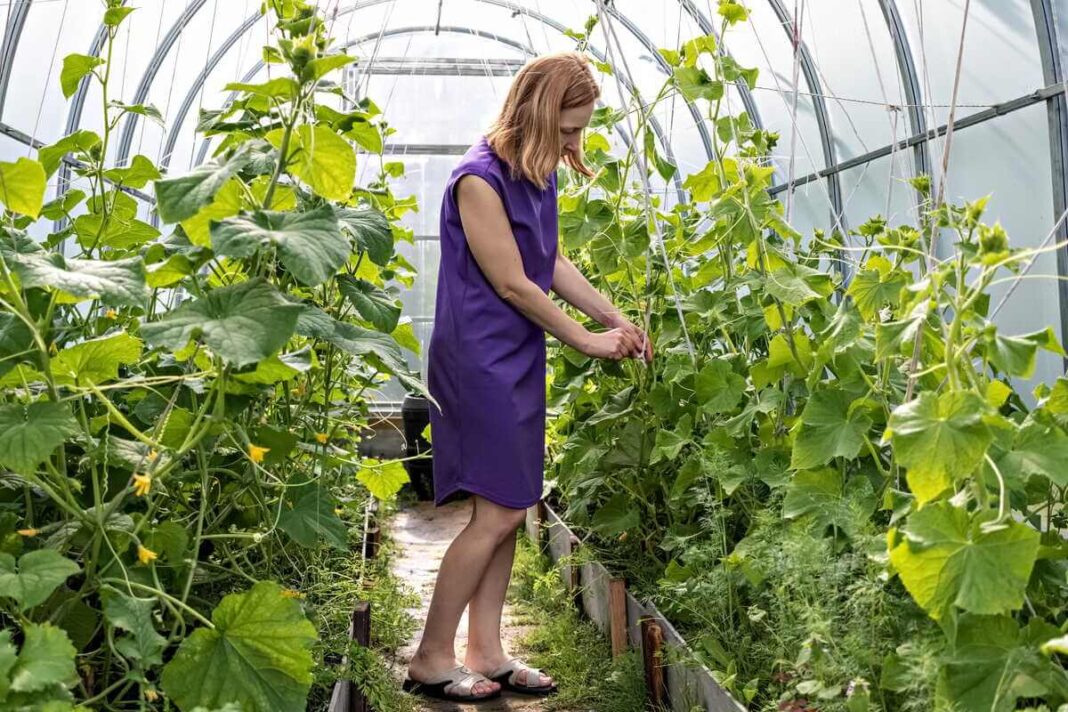 Agurkų auginimas šiltnamyje - moteris violetine suknele rūpinasi agurkų ūgliais polikarbonato šiltnamyje su virvelėmis atramomis.