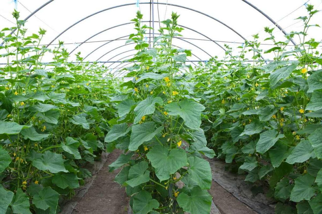 Agurkų auginimas šiltnamyje - tankios žalios augalų eilės su geltonais žiedais po plėveliniu šiltnamio stogu vasaros sezono metu.