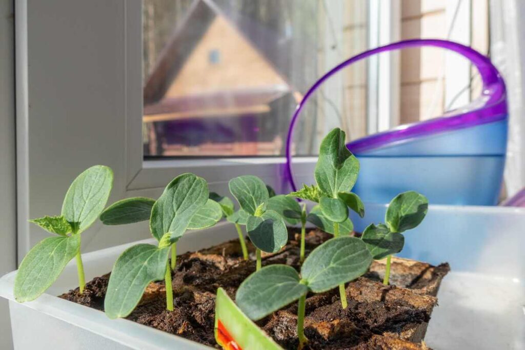 Agurkų daigų auginimas plastikiniuose vazonėliuose užtikrina sveiką augalų pradžią prieš jų perkėlimą į atvirą gruntą.