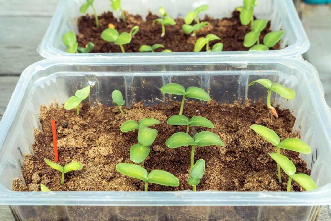 Agurkų sėja daigams: vaizduojami juodi plastikiniai vazonėliai su derlinga žeme ir išdygusiais pirmaisiais agurkų lapeliais pavasarį.