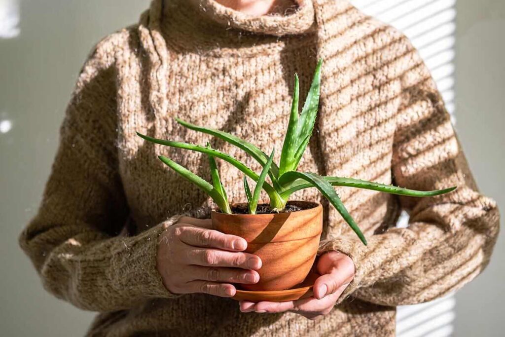 Alavijo auginimas moliniame vazone suteikia interjerui jaukumo ir užtikrina gerą šaknų sistemos kvėpavimą.