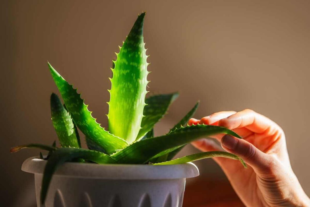 Alavijo auginimas namuose ant palangės, kur augalo lapus pasiekia šilta pavasario saulės šviesa.