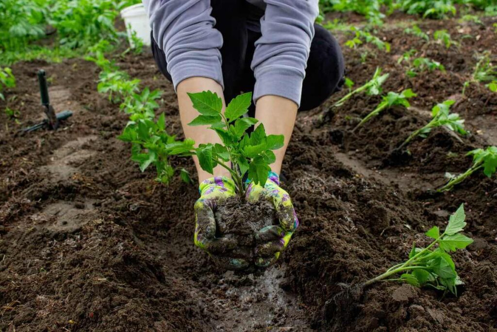 Ankstyvųjų daržovių auginimas šiltnamyje prasideda nuo rūpestingo jaunų daigų perkėlimo į purią ir drėgną dirvą.