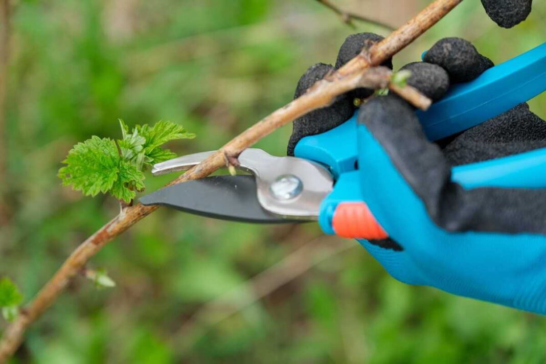 Aviečių priežiūra pavasarį neįsivaizduojama be kruopštaus senų ir ligotų stiebų genėjimo, naudojant aštrų sodo sekatorių.