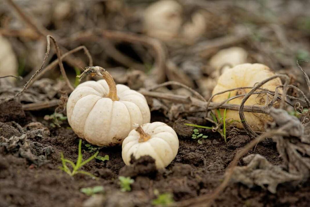 Baltieji moliūgai, pavyzdžiui, smulkios Baby Boo veislės, puikiai atrodo darže tarp sausų lapų ir stiebų.