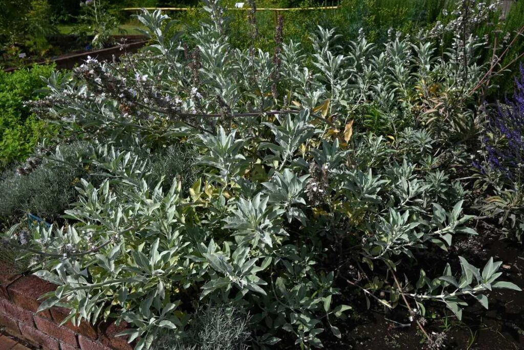 Baltojo šalavijo auginimas pasiekia kulminaciją, kai suaugę krūmai pasidengia tankia sidabrine lapija ir pradeda krauti žiedynus.