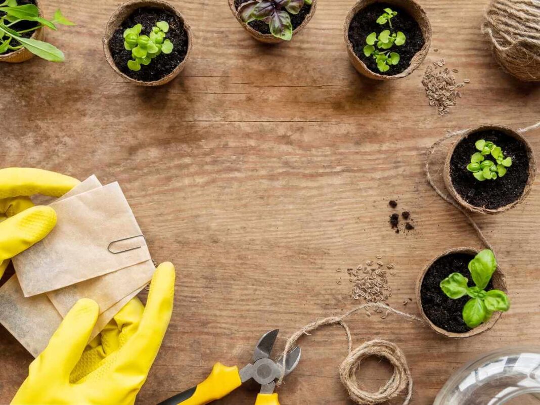 Bazilikų auginimas kovo mėnesį paruošiant sėklas, durpinius vazonėlius ir sodo įrankius ant medinio stalo.